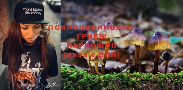прущие грибы Магадан
