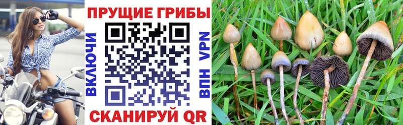 Галлюциногенные грибы MAGIC MUSHROOMS  Купить закладки  Моздок 